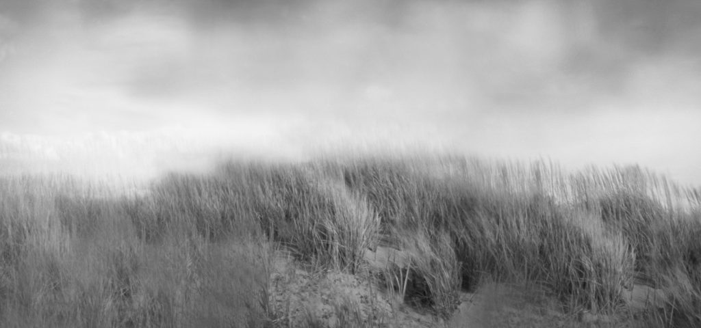 The Sea Grasses by Janet Neuhauser