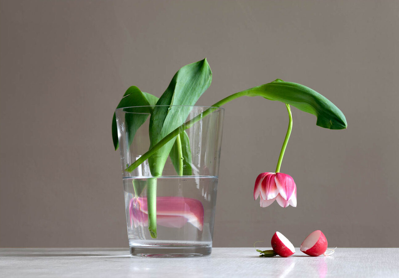 Birthe Piontek_Radish and Tulip, 2021