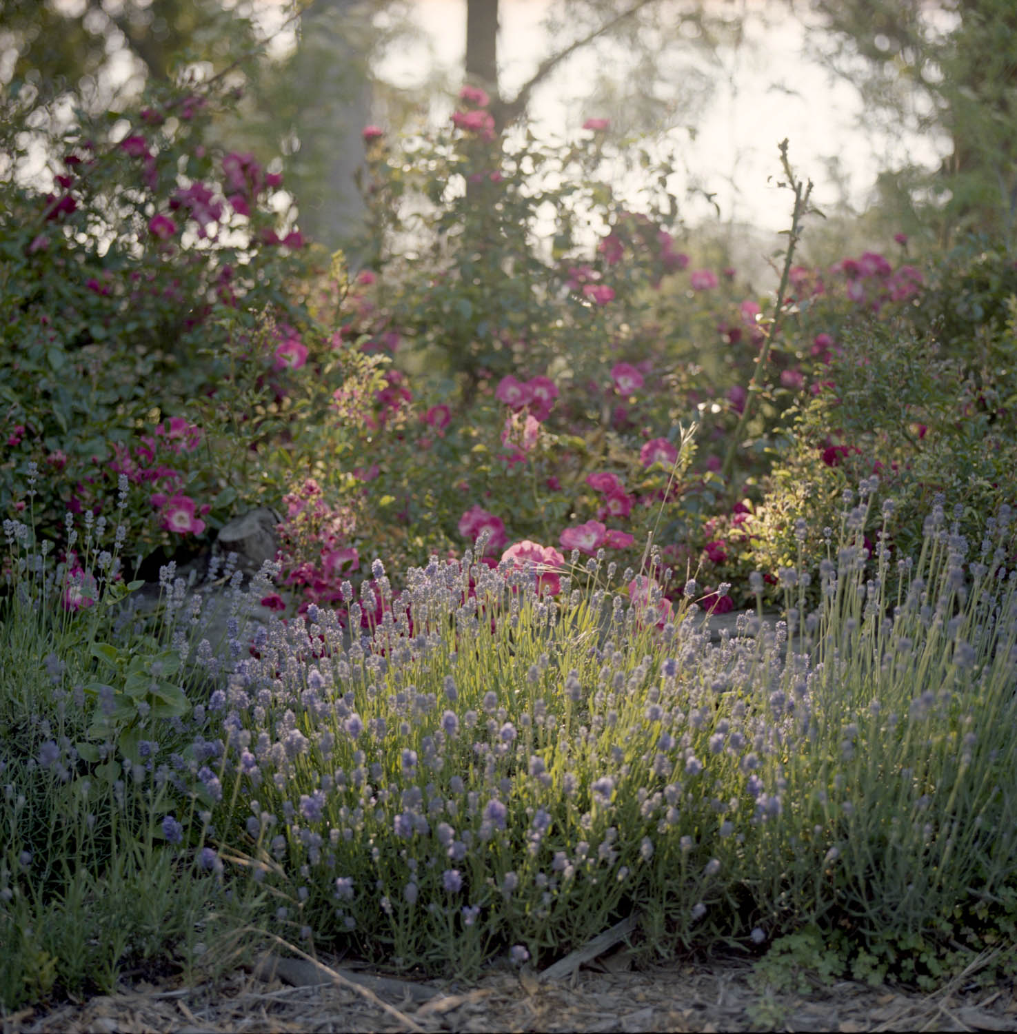 Hiroyo Kaneko_Untitled from the series _The Garden Project,_ 2018