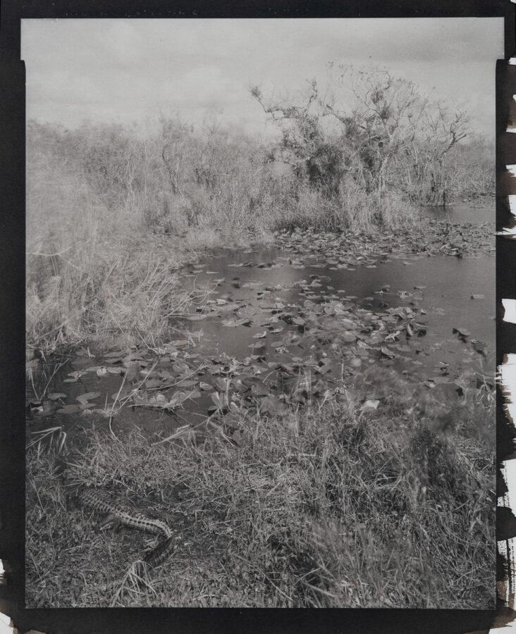 Lois Conner, Everglades, Florida, 1979