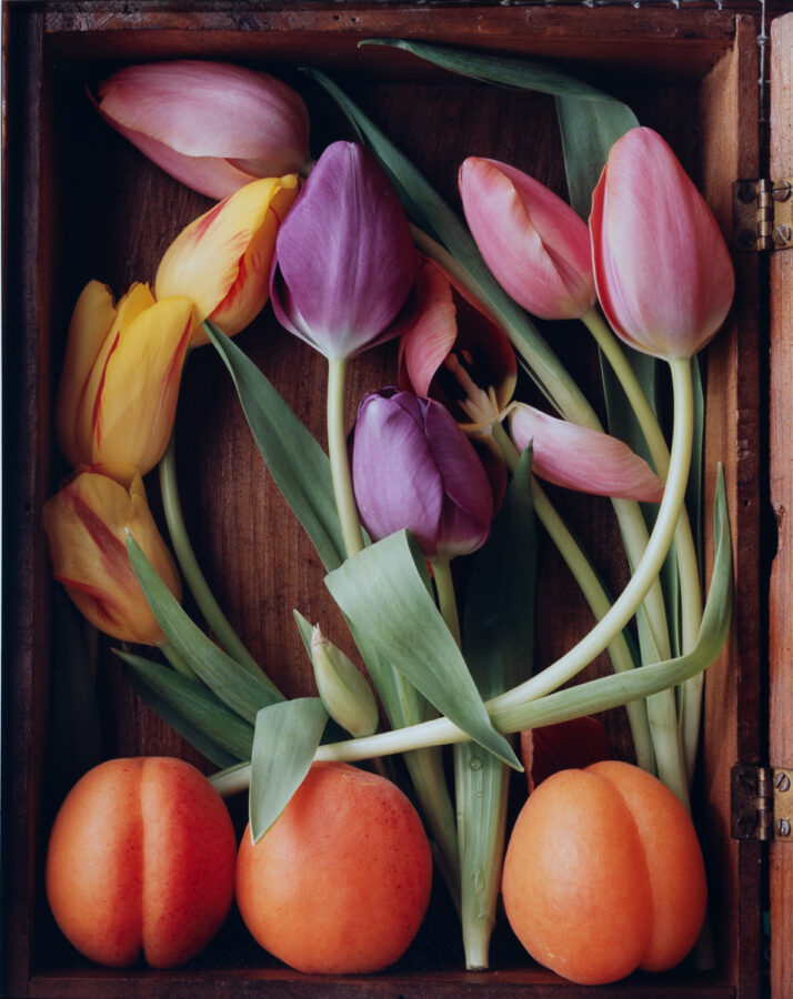 Randy Dana, Tulip Apricot Box, 1997