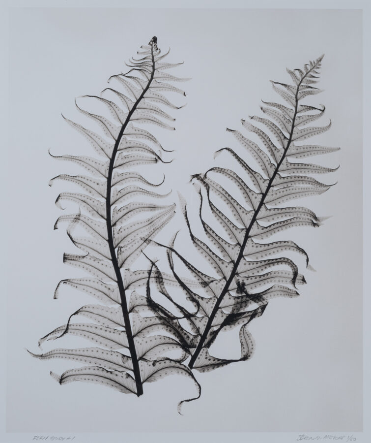 Steven N Meyers, Fern Study #1, 2000