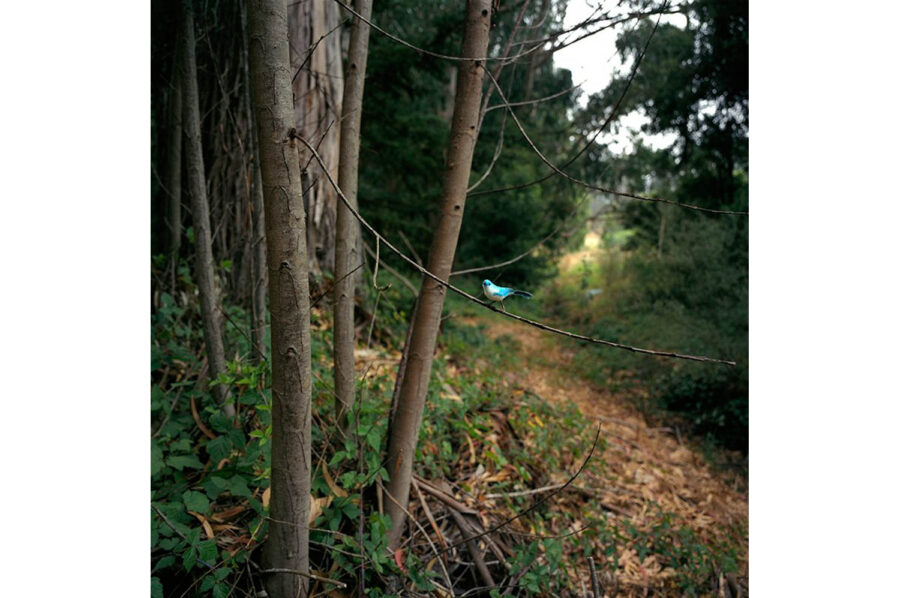 Paula McCartney, Aqua Tanager, 2008