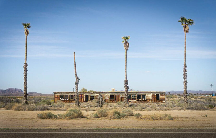 Judith Leckrone Lee, Four Palm Trees, Welton, AZ, 2021