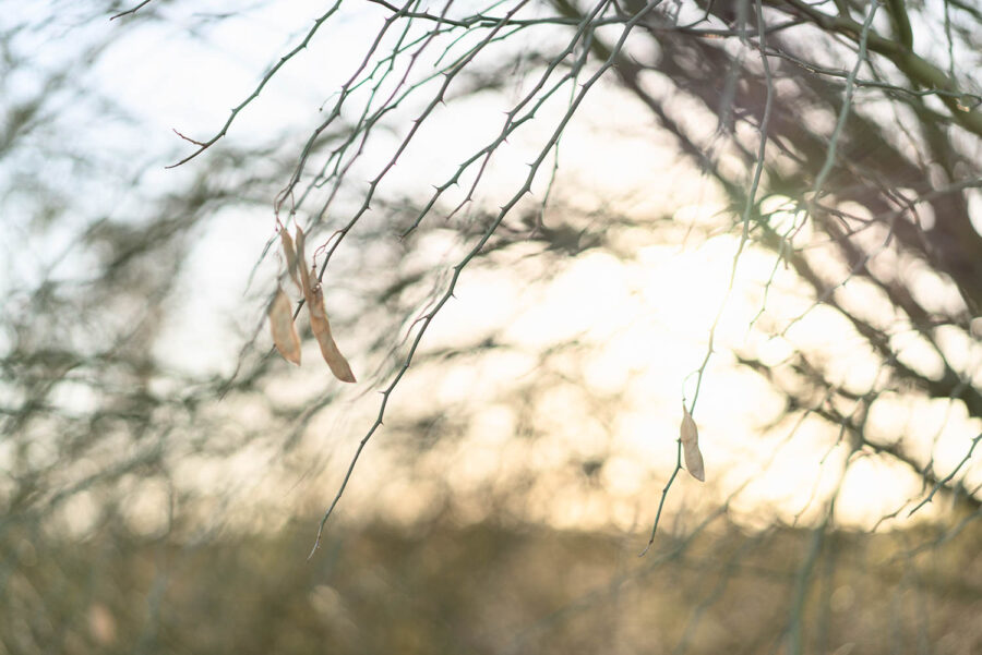 Elizabeth Pineda, Espinas del Palo Verde
