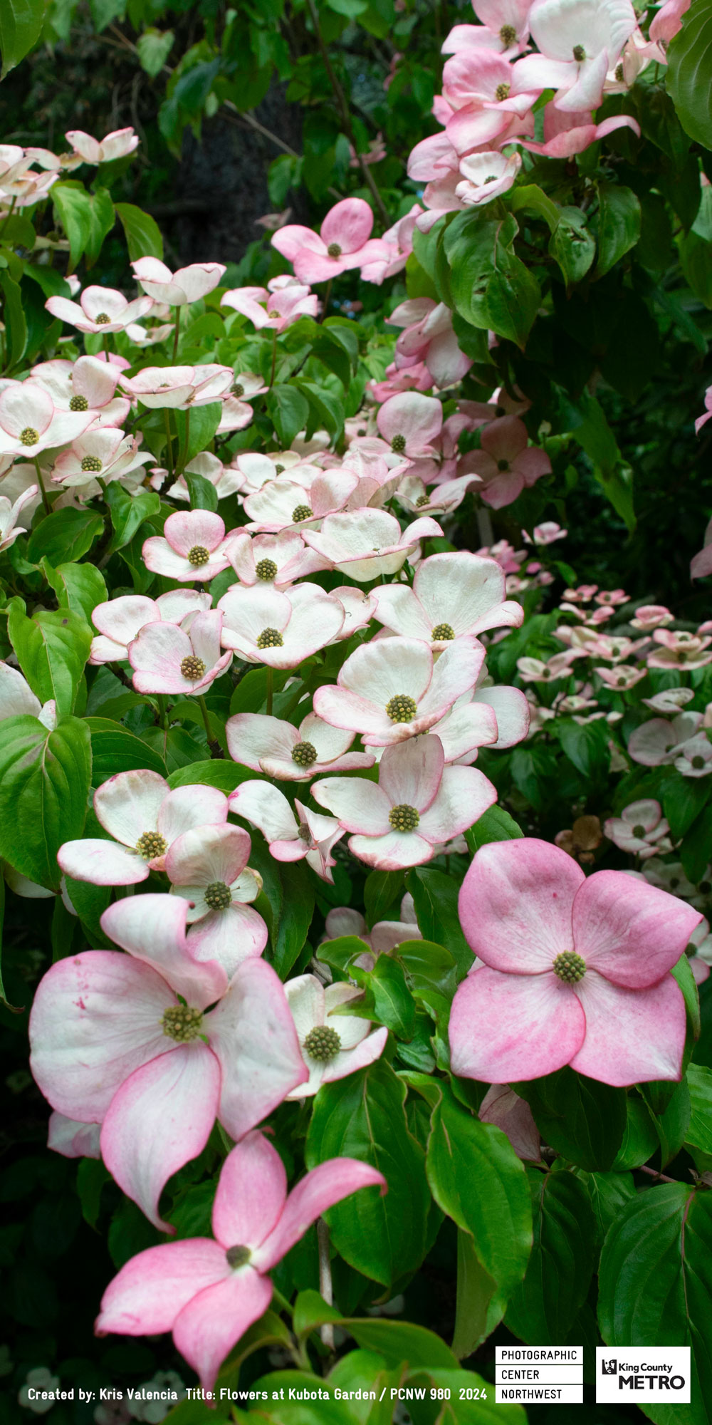 Kris Valencia, Flowers at Kubota Garden