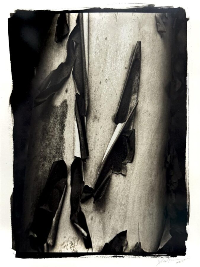 Image Credit; Daniel Gregory, Quiet Reveal