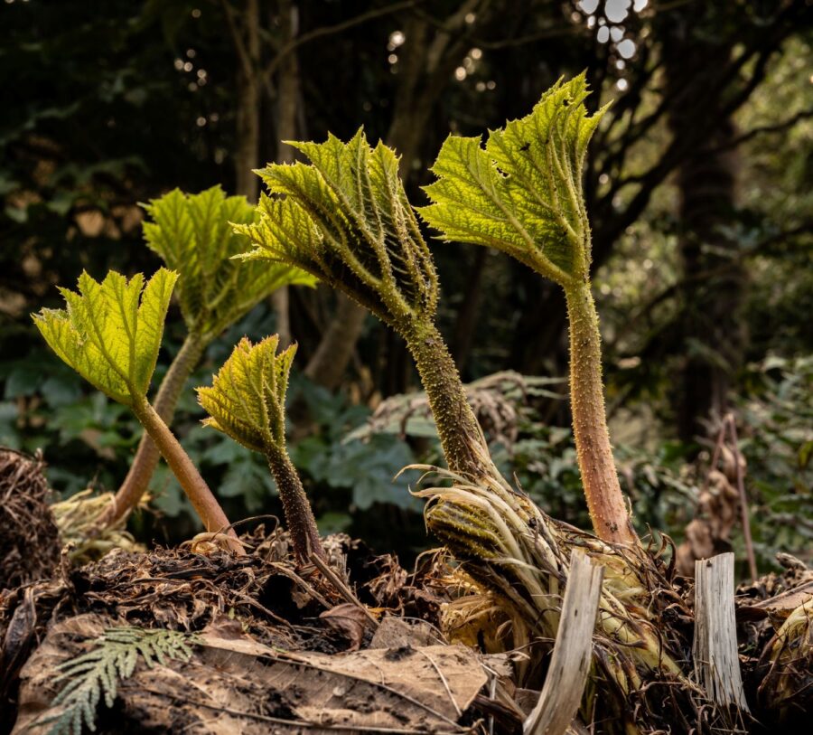 Image Credit: Joan Dinkelspiel, Gunnera in Seattle's Washington Park Arboretum, 2025