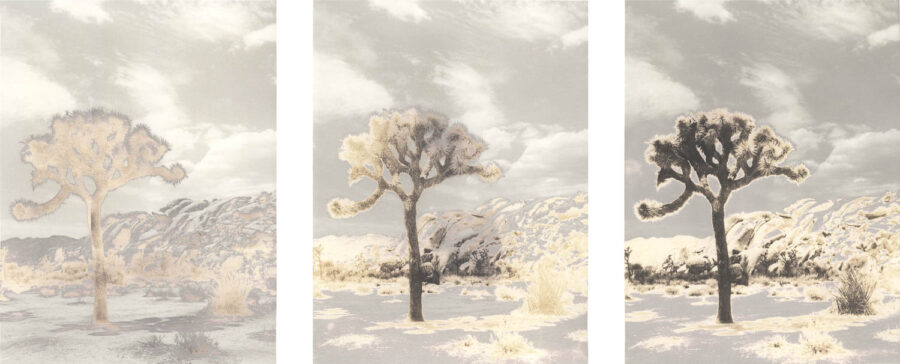 Leah Freed, Transfiguration