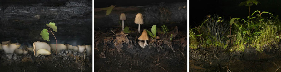 Melinda Hurst Frye, Bolt Creek Regeneration