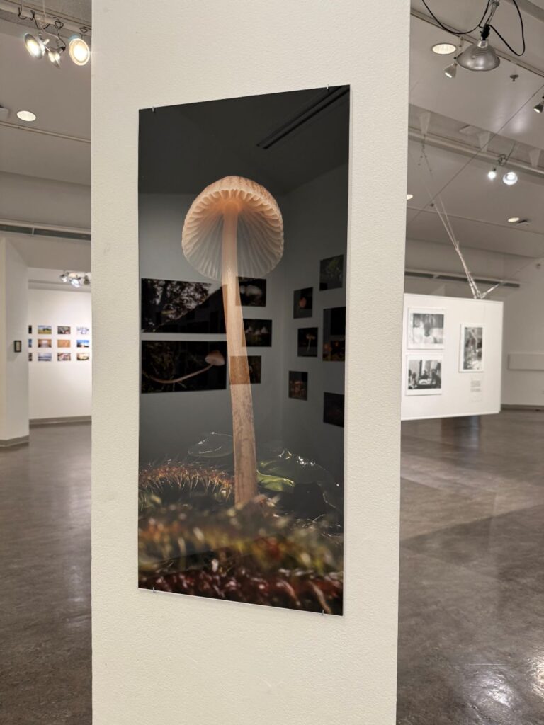 Image Credit: Gwen Emminger, work by Danika Hluska as part of 2026 SU BFA Exhibition Installation