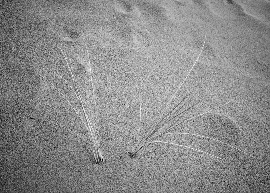 Image Credit: Daniel Gregory, Embracing the Wind, 2025