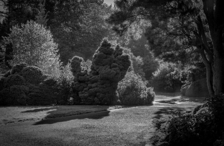 Image Credit: Joan Dinkelspiel, Autumn Morning, Kubota Garden