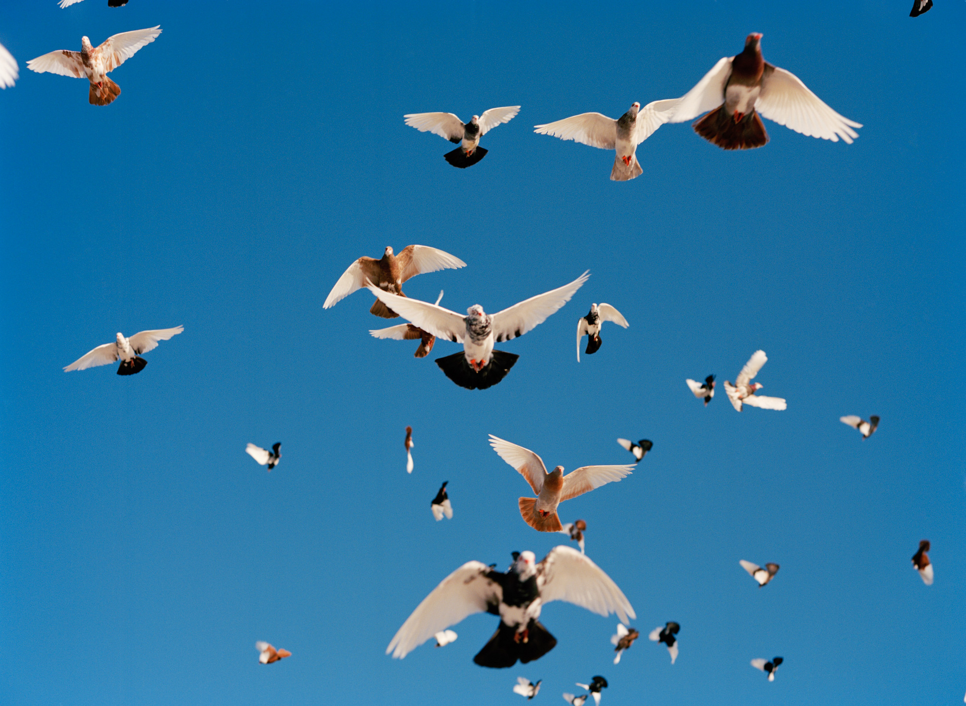 Aaron Wojack, Stock Pigeons in Flight, 2011