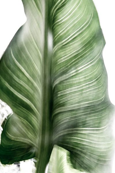 Valerie McKinley, Calla Leaf, 2021